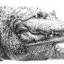 Крокодил Карандашом