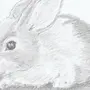 Рисунок Кролика Карандашом
