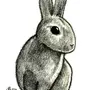 Кролик Рисунок