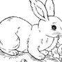 Кролик Рисунок Для Детей