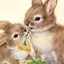 Милый Кролик Рисунок