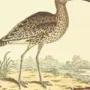 Птица кроншнеп рисунок