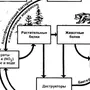 Круговорот углерода в природе рисунок