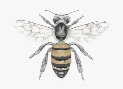 Пчела на цветке рисунок