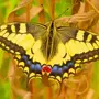 Желтая Бабочка С Черным Рисунком