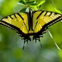 Желтая бабочка с черным рисунком