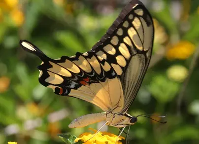 Желтая бабочка с черным рисунком
