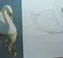 Лебедь в зоопарке рисунок