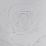 Красная роза рисунок