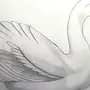 Лебедь карандашом
