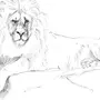 Рисунок льва для срисовки