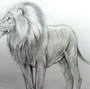 Рисунок Льва Для Срисовки