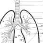 Легкие рисунок анатомия