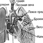 Легкие рисунок анатомия