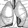 Легкие Рисунок Анатомия