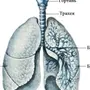 Легкие рисунок анатомия