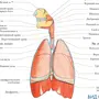 Легкие рисунок анатомия