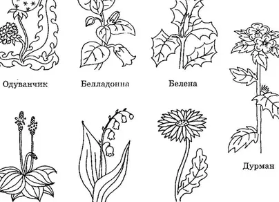 Лекарственные растения рисунок