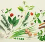 Лекарственные Растения Рисунок