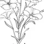 Лен рисунок растение