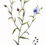 Лен Рисунок Растение
