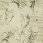 Леонардо да винчи рисунки анатомия