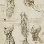 Леонардо да винчи рисунки анатомия