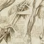 Леонардо Да Винчи Рисунки Анатомия
