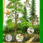 Рисунок Природное Сообщество Лес