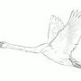 Летящий Лебедь Рисунок