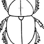 Майский жук рисунок