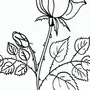 Букет Роз Рисунок Для Срисовки