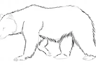 Рисунок медведя карандашом для детей