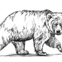 Медведь Рисунок Черно Белый