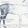 Мем с нарисованной лошадью
