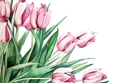 Тюльпаны рисунок акварелью