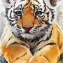 Тигр Рисунок