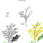 Как Нарисовать Цветок Мимоза