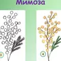 Как Нарисовать Цветок Мимоза