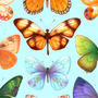 Бабочки рисунки цветные