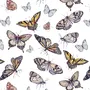 Бабочки Рисунки Цветные