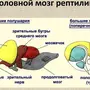 Мозг земноводных рисунок