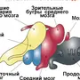 Мозг Земноводных Рисунок