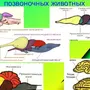 Мозг Земноводных Рисунок
