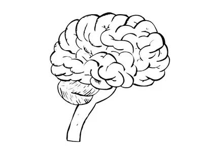 Мозг рисунок карандашом