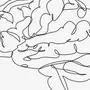 Мозг Рисунок Карандашом