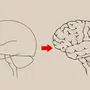 Мозг рисунок карандашом