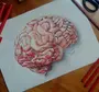 Мозг Рисунок Карандашом
