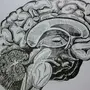 Мозг