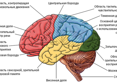 Строение головного мозга рисунок